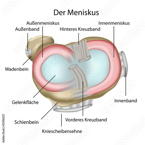 Aufbau des Meniskus