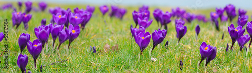 purple crocus iridaceae in the grass, selective focus