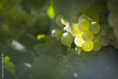 Lush White Grape Bushels Vineyard in The Morning Sun