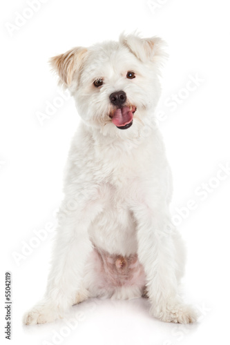 White dog on white background