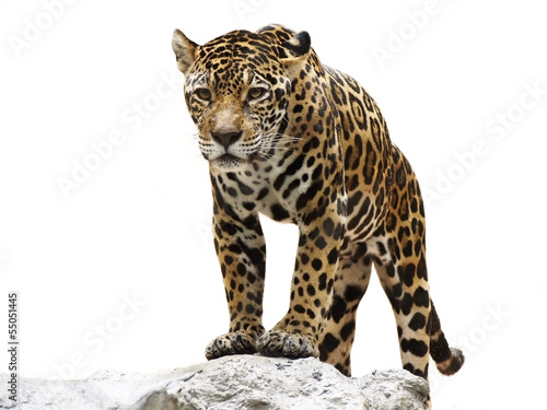 leopard on the rock