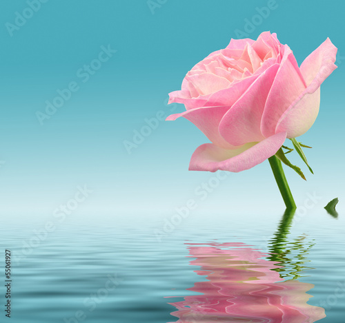Śliczna róża w wodzie