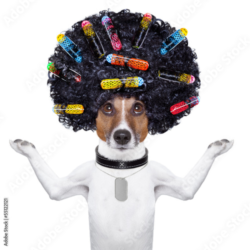 hairdresser dog with curlers