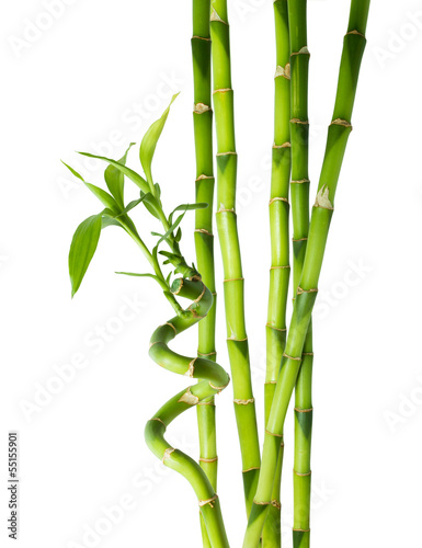 bambus - sześć łodyg