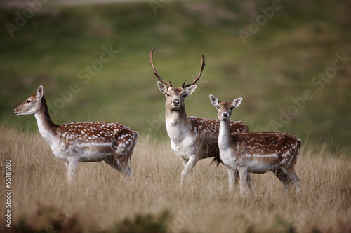 Fallow deer, Dama dama