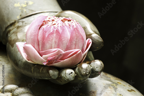 pink lotus in hand of buddha