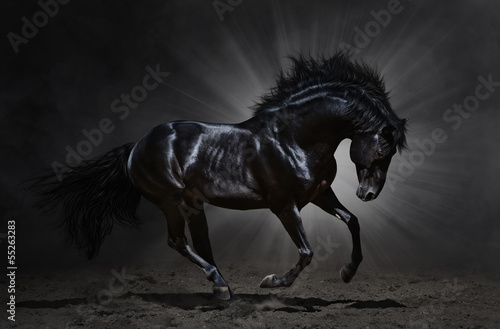 Black Andalusian stallion gallops