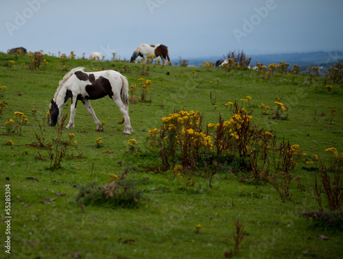 Irlandia widok koń młody kucyk źrebak