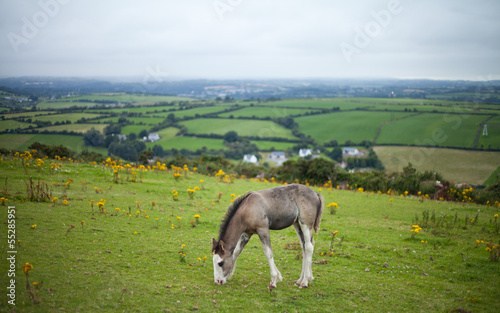 Irlandia widok koń młody kucyk źrebak