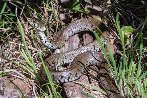 Grass Snake