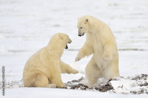 Two Polar bears play fighting.