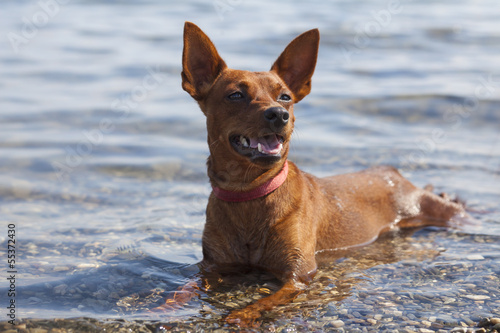 Small dog cheerfully lies and cooled in the shallows of a lake