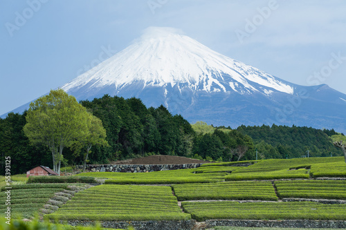 Mt. Fuji and Japanese green tea field