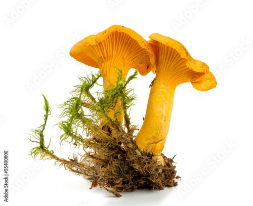 fresh chanterelle isolated on white