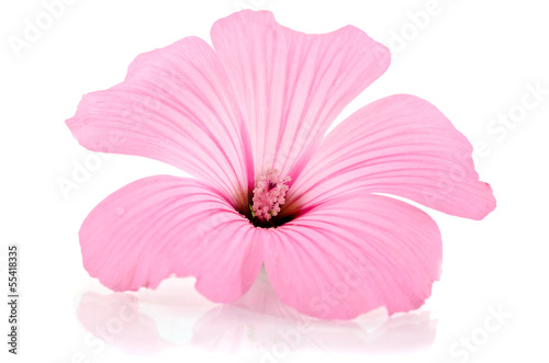 Beautiful pink flower