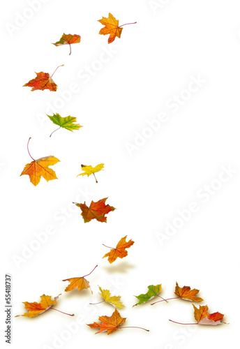 Maple autumn leaves falling to the ground, on white background.