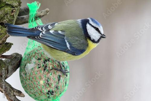 Blaumeise (Parus caeruleus)