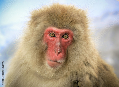 Japanese macaque gaze