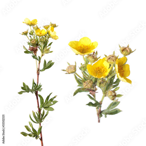 Branch of Shrubby cinquefoil isolated on white