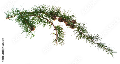 pine cones on branch of conifer tree