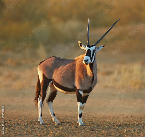 Gemsbok in the desert