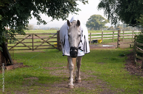 Horse wearing a grazing muzzle & fly rug