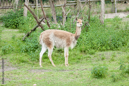 Lama