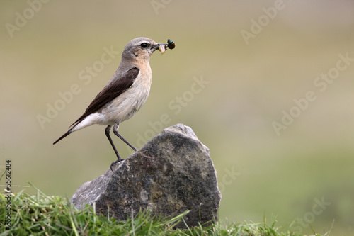 Northern wheatear, Oenanthe oenanthe