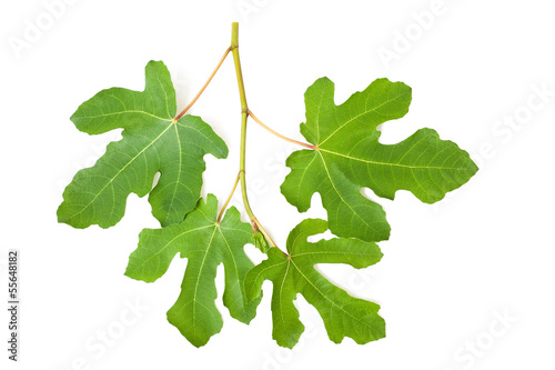 Fig branch