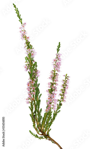 light pink blossoming heather branch on white