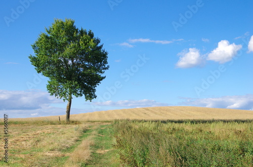Krajobraz wiejski topola na tle nieba pola uprawne