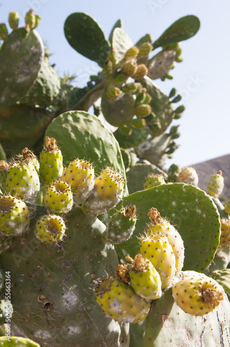 Opuntia cactus