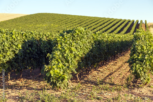 rioja vineyards