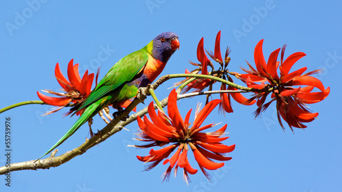 Rainbow Lorikeet