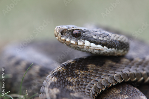 Adder, Vipera berus