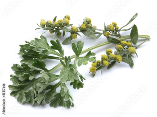 Absinthium (Artemisia absinthium)