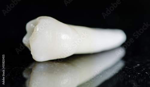 maxillary premolar - extracted teeth