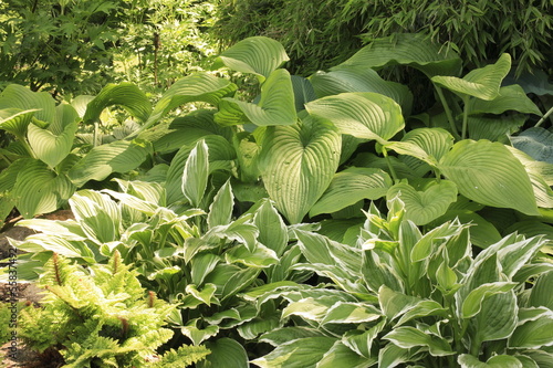 Hosta