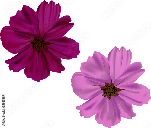 pink and purple flowers isolated on white