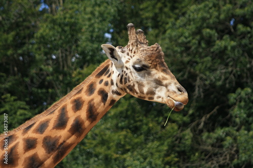 Giraffe , Girafe