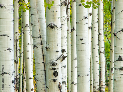 Aspen Trunks in Fall