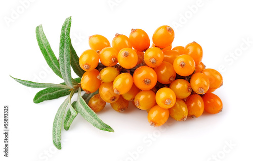 Sea buckthorn berries branch