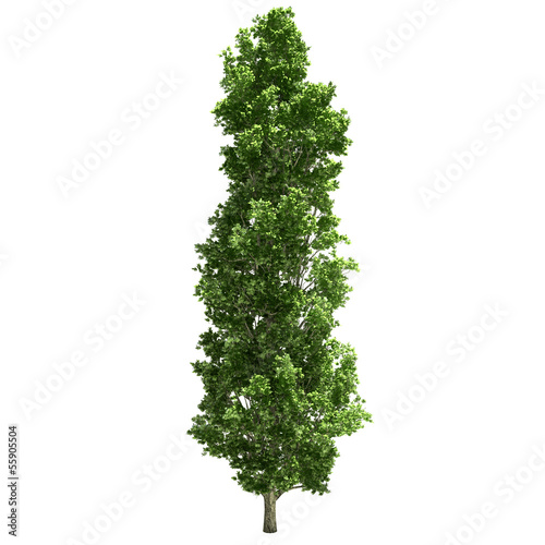 Poplar Tree Isolated