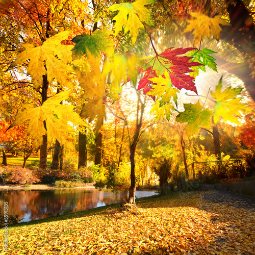 Wonderful day in autumn with colorful falling leaves