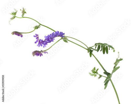 Tufted vetch, Vicia cracca isolated on white background
