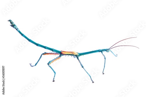 Madagascar stick insect Achrioptera fallax isolated