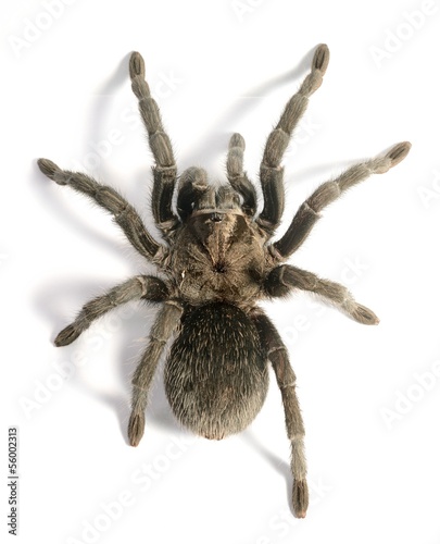 black tarantula Grammostola pulchra isolated