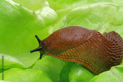 Schnecke mit Salatblatt