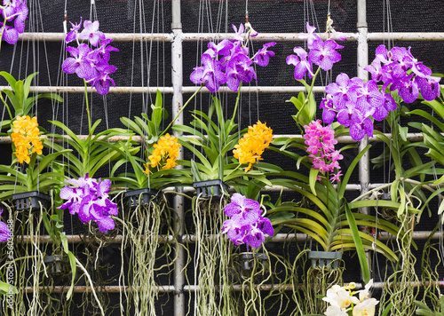 Purple Vanda orchid
