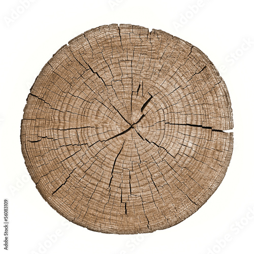 Cross section of tree trunk showing growth rings on white